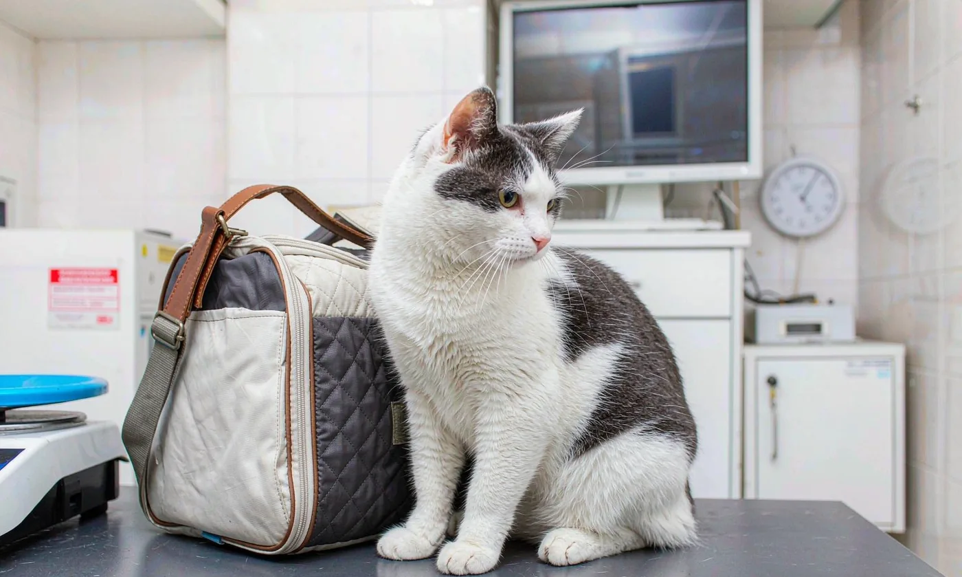 Handles: Top Carry - Custom Pet Carrier Handle Desig - detail view supplied by QUANZHOU JUNYUAN BAGS