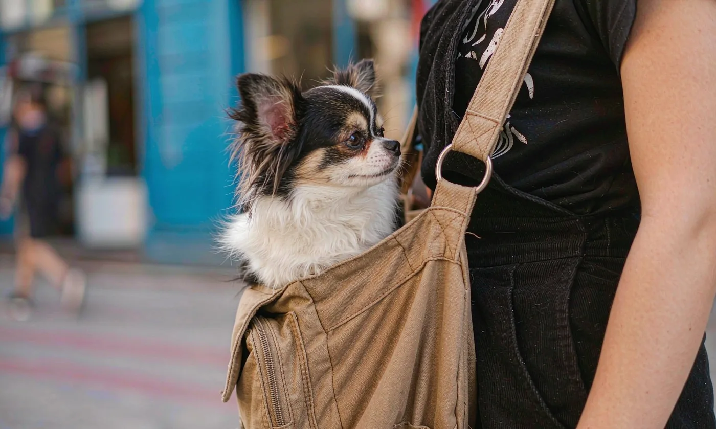 Extra Large Pet Carrier: Giant Breed - detail view supplied by QUANZHOU JUNYUAN BAGS