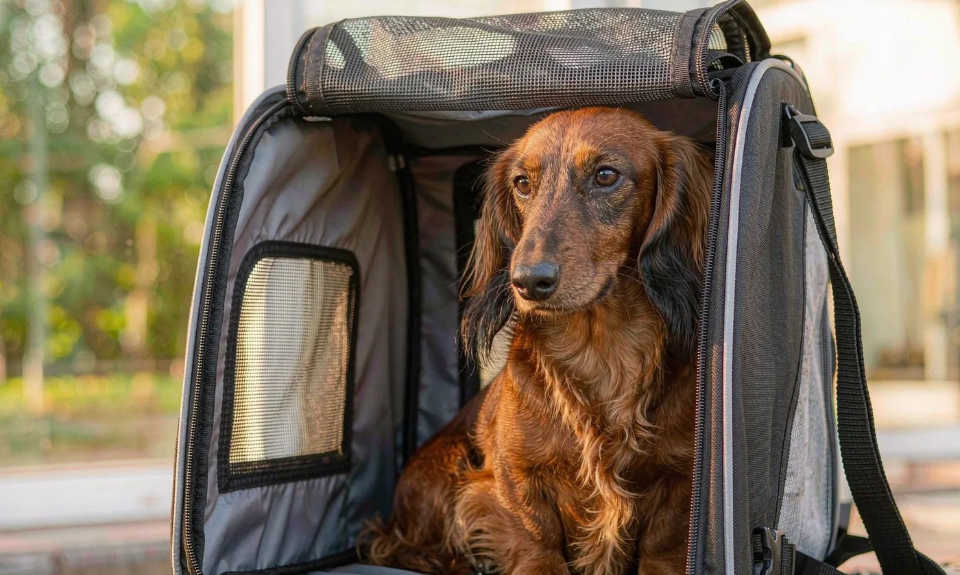 Buckle Closure Custom Pet Carriers: Secure Fastening - detail view supplied by QUANZHOU JUNYUAN BAGS