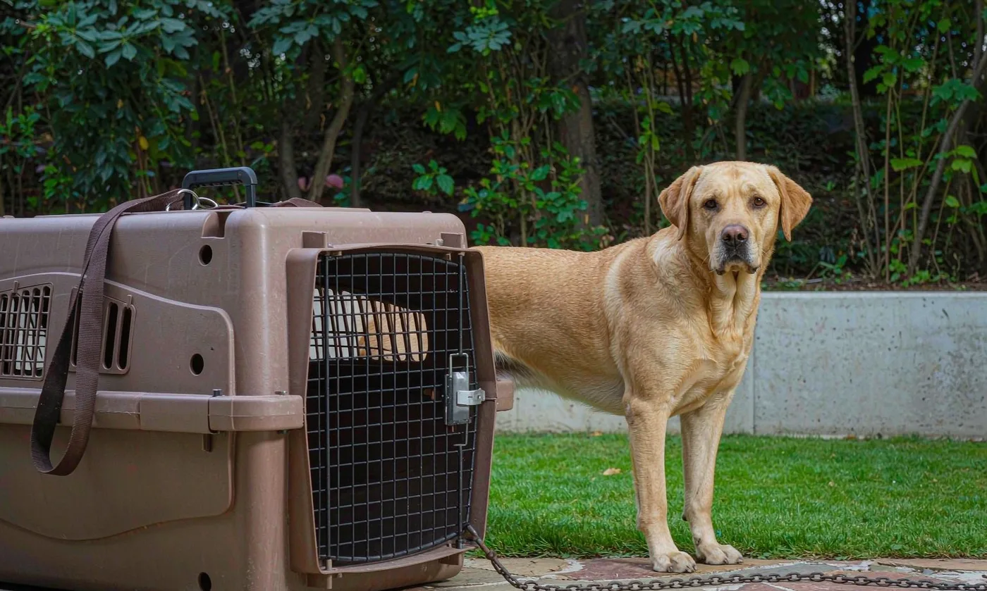 Large Pet Carrier: Large Breed - detail view supplied by QUANZHOU JUNYUAN BAGS